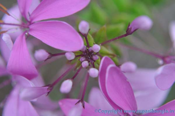 Flower-at-Icchey Gaon